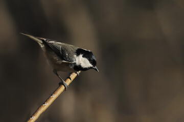 Small bird, coal tit sits on a branch, on a blurry brown background ..