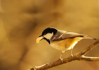 Small coal tit with a big trophy in its beak, resting while standing on a branch