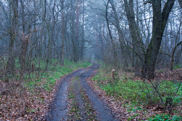dirt road in misty forest