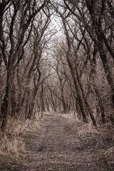 pathway in spring forest