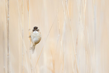 Moustached Warbler, Acrocephalus melanopogon