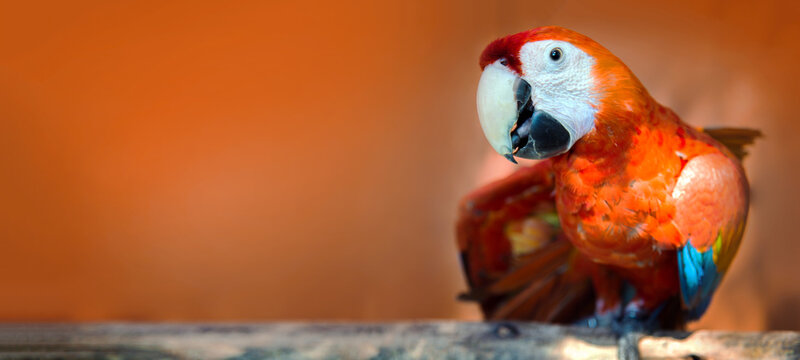 colourful parrot bird on wood log on red background
