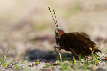 Morning Cloak, Nymphalis antiopa