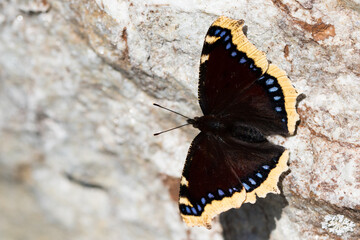 Morning Cloak, Nymphalis antiopa