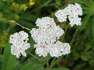 Achillea millefolium / Achillées millefeuilles à fleurs blanches, fleurons tubulés jaunes et...