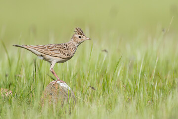 Oriental Skylark, Alauda gulgula inconspicua