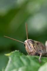 Head of Brown locust in the wild . Macro shot
