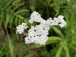 Achillea millefolium | Achillée millefeuille | Herbe aux charpentiers | Herbe aux coupures | Herbe...