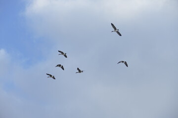 Group of canada geese on the wing
