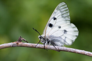 Clouded Apollo, Parnassius mnemosyne