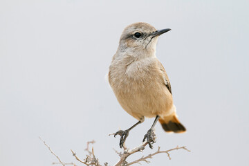 Persian Wheatear, Oenanthe chrysopygia