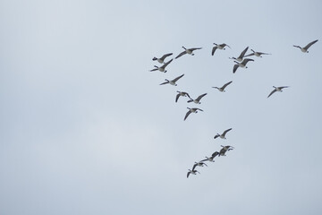 Group of canada geese on the wing. 