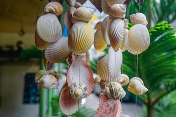 Beautiful seashells are hung by a string