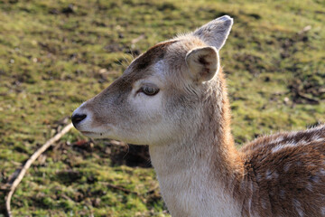 Ein Kitz vor der Kamera. Schmalkalden, Thüringen, Deutschland  --  
A fawn in front of the camera. Schmalkalden, Thuringia, Germany
A fawn in front of the camera. Schmalkalden, Thuringia, Germany
