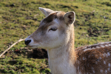 Ein Kitz vor der Kamera. Schmalkalden, Thüringen, Deutschland  --  
A fawn in front of the camera. Schmalkalden, Thuringia, Germany
A fawn in front of the camera. Schmalkalden, Thuringia, Germany