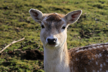 Obraz premium Ein Kitz vor der Kamera. Schmalkalden, Thüringen, Deutschland -- A fawn in front of the camera. Schmalkalden, Thuringia, Germany A fawn in front of the camera. Schmalkalden, Thuringia, Germany