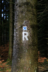 Rennsteig Markierungen auf den Bäumen auf dem Wanderweg. Friedrichroda, Thüringen, Deutschland
Rennsteig markings on the trees on the hiking trail. Friedrichroda, Thuringia, Germany