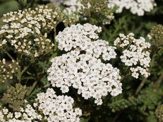 Achillea millefolium | Achillée millefeuille | Herbe aux charpentiers | Herbe aux coupures | Herbe aux militaires | Sourcil de Vénus