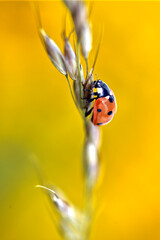 Macro of seven spots ladybug (Coccinella septempunctata) on stem on yellow background