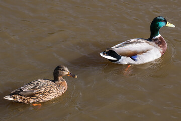 Mallard (Anas platyrhynchos), Lagan River, Belfast, Northern Ireland, UK