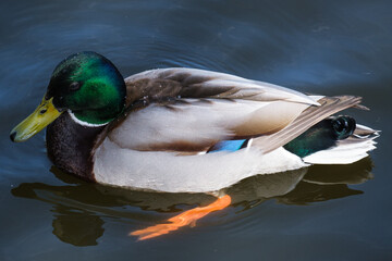 Mallard (Anas platyrhynchos), Lagan River, Belfast, Northern Ireland, UK