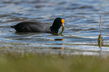 The white-winged coot (Fulica leucoptera)