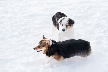 Australian shepherd playing with welsh corgi pembroke in winter forest. 
