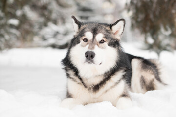 alaskan malamute lying in snow. Dog winter.