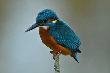 Kingfisher bird perched on the branch