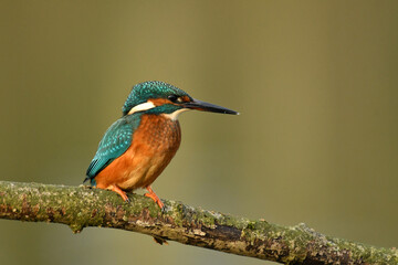 Kingfisher bird perched on the branch