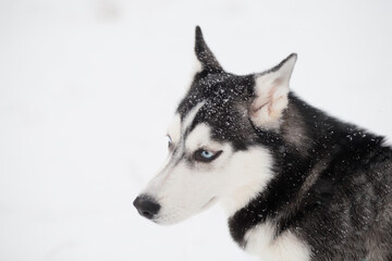 Young beautiful siberian husky in winter.portrait. side view. Dog and snowfall