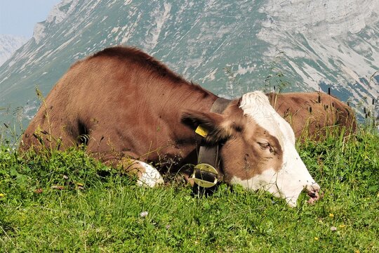 Simmenthaler Fleckvieh auf einer Alm in der Schweiz- Diese aus der Schweiz stammende Rinderrasse ist weltweit verbreitet und dient sowohl der Fleisch- wie auch der Milchproduktion