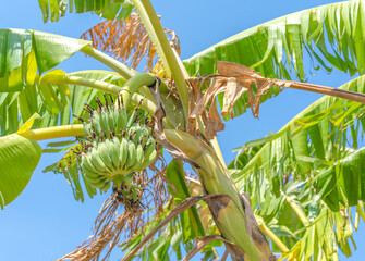 One banana palm tree against the blue sky