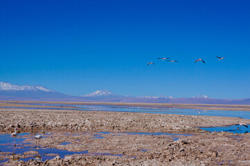 Famingoes flying by Laguna Chaxa, Antofagasta, Chile