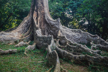 Fototapeta na wymiar Buttress Roots in Bogor Botanical Garden