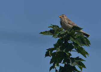 Corn bunting perched on a twig getting ready to sing