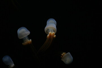 Close up of jellyfish swimming in their aquarium