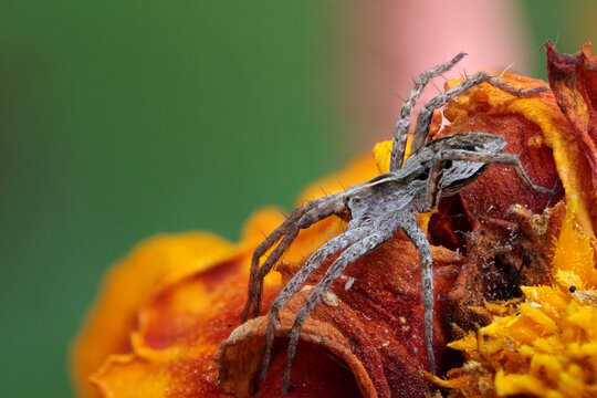 Big spider on an orange flowwer