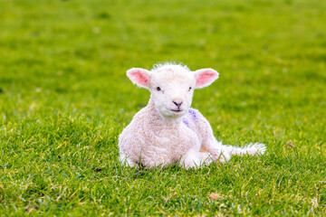 Fototapeta premium Newborn baby sheep on green gras in England