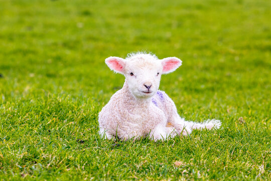 Newborn baby sheep on green gras in England