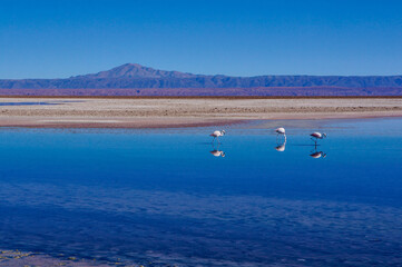 Flamingoes in Laguna Chaxa, Antofagasta, Chile