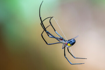 Ara&ntilde;a