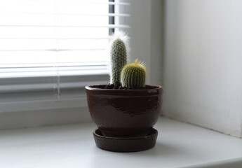 Two small fluffy cacti: long and round grow in one flower pot on the windowsill.