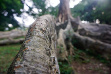 Buttress Roots in Bogor Botanical Garden