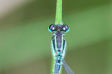 Mirada