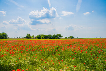 agriculture, background, beautiful, beauty, bloom, blue, color, countryside, field, flower, garden, grass, green, land, landscape, meadow, nature, outdoors, plant, poppies, poppy, red, rural, season, 