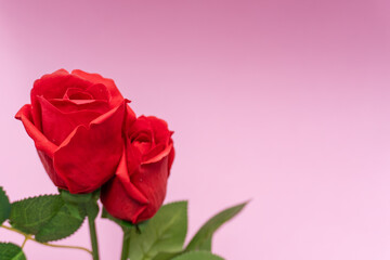 2 red roses on the left side, pink background