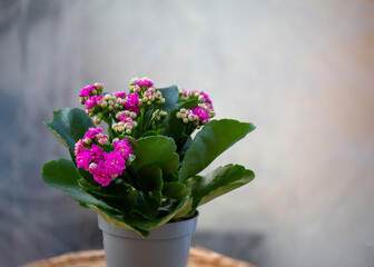 Pot with pink flowers with a grey background
