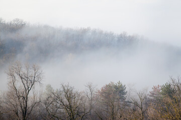 Obraz na płótnie Canvas Top view of fog against dark tree background