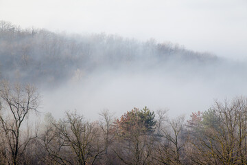 Obraz na płótnie Canvas fog against dark tree background